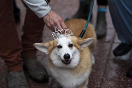 Descubre las Mejores Promociones de Corgibet en España para Jugar Online, corgibet tiradas gratis